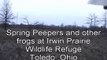 Spring Peepers and other frogs at Irwin Prairie Wildlife Refruge Toledo ,Ohio