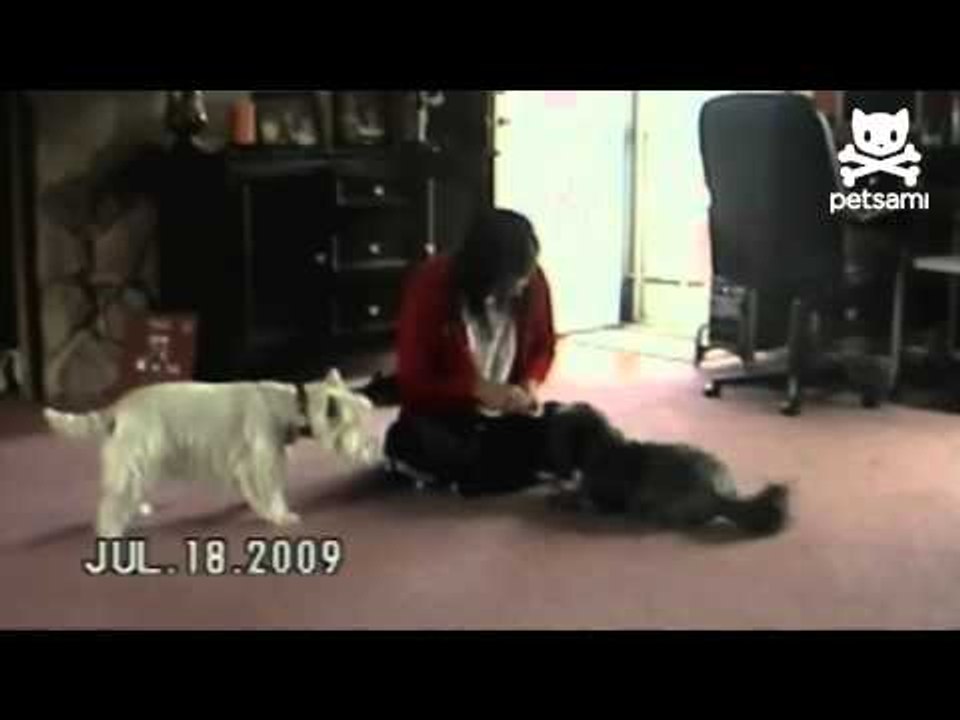 Attention-seeking dog rolls over and over