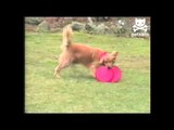 Talented dog fetches frisbees