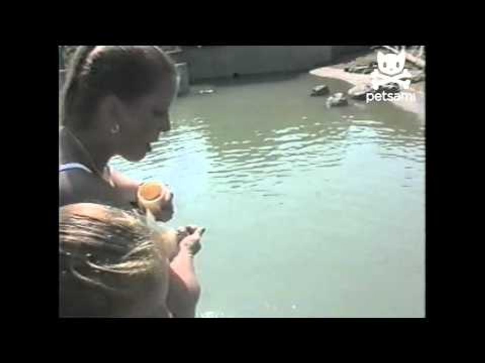 Hungry bears politely ask for food