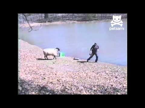 Angry sheep rams into unsuspecting fisherman