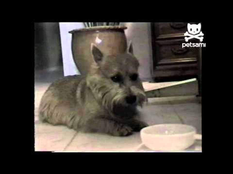 Bloated puppy burps loudly after every meal