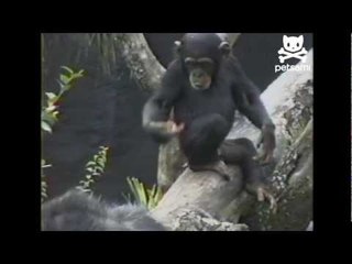 Curious monkey itches his butt and takes a whiff