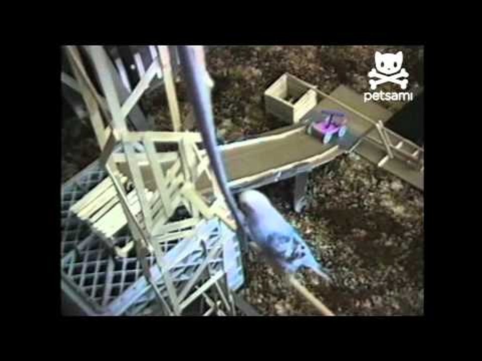 Intelligent bird completes rube goldberg machine