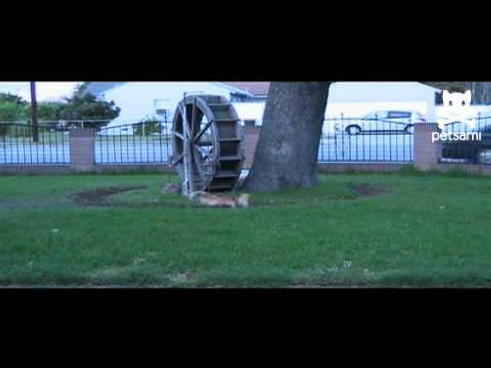 Energetic dogs play ring around the rosy