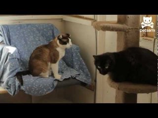 Carrie Ann Inaba remembers Carson the kitty