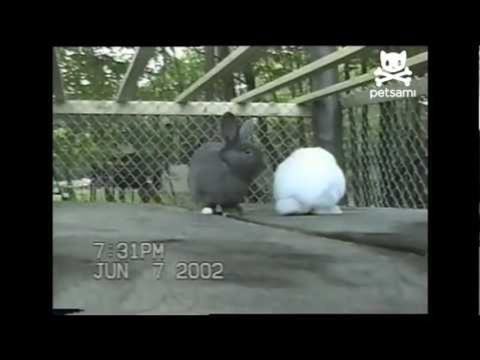 Bunny bully beat down by humper