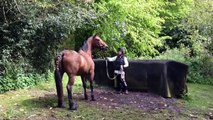 Part bred Arab stallion with maiden mare covering