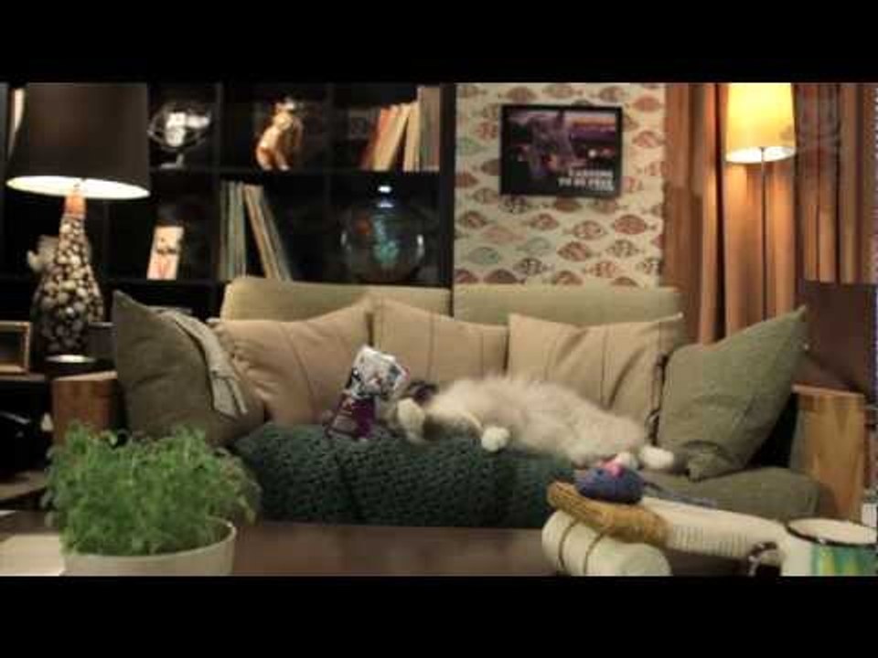 High Cat Stuck in Bag video Dailymotion