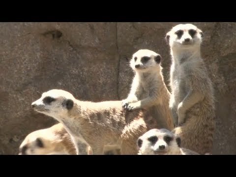Meerkat gets busted for public urination!
