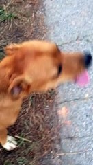 J-squared-as-a-dog!!!