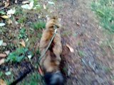 Walking Norwegian Forest Cat like a Dog