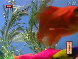 How to keep goldfish (Goldfish Lifecycle)