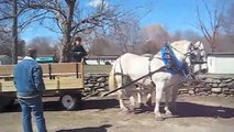 Learning to back a team of Percherons