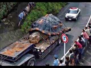 La tortuga más grande del mundo