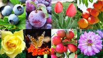Cherry Tree Plant - Growing Rainier Cherries Fruit Trees - Organic Fruits Plants Gardening - Jazevox