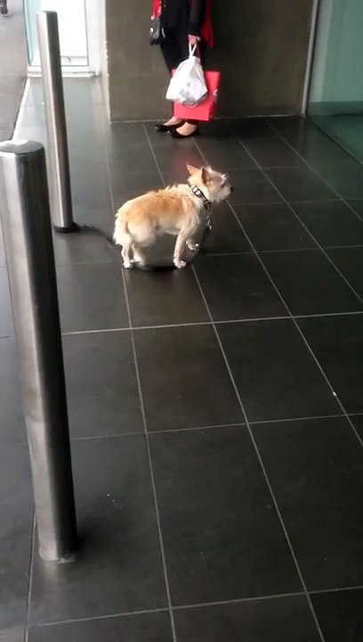 Poor Dog barks like a human