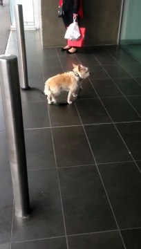 Poor Dog barks like a human