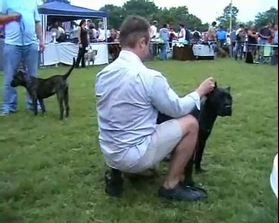 CAC Dog Show - Dogo Canario / Females