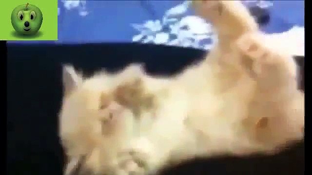 funny commercials Ulitmate Funny Cats Sleeping Compilation New NEW KITTENS VIDEO