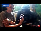 Cep telefonu bağımlısı goril