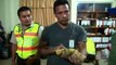 Man arrested for trying to smuggle 11 iguanas from Ecuador