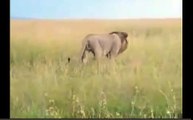 Lion vs Lion Fight, Lion Kills Lion | Animal Attack Documentary 2015 EXCLUSIVE HD