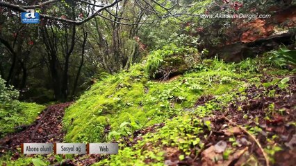 Dinlendirici müzik, kuş ve su sesleri