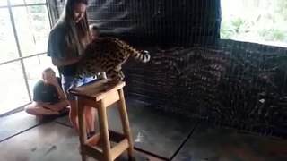 young girl training serval