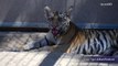 Tiger cub found wandering the streets of California neighborhood