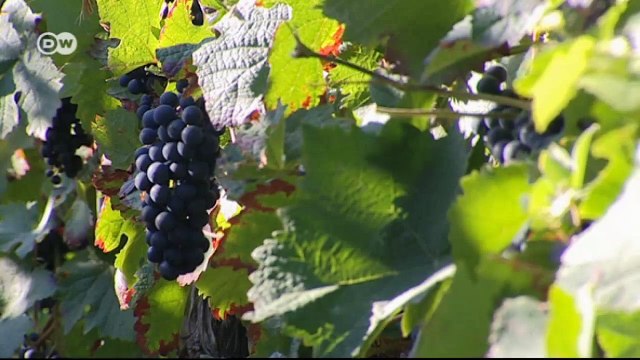 The German Wine Route | Euromaxx