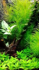 Nano Cube 30 L (part 2)