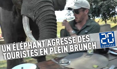 Un éléphant agresse des touristes en plein brunch