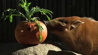 Animals Eating Pumpkin