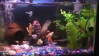 Freshwater Aquarium Tropical Fish