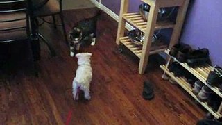 Puppy vs. Cat I