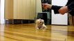 Toy Poodle puppy doing tricks!