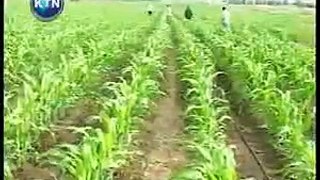 Irrigation-Kenya.flv