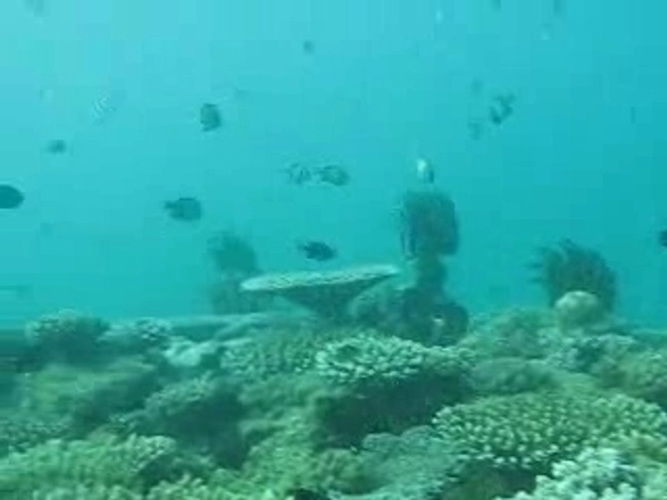 Ballade sous marine