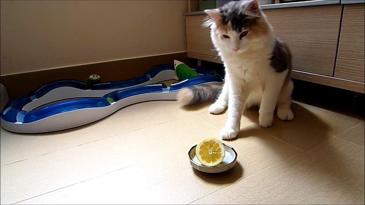 chats + Citron = MDR