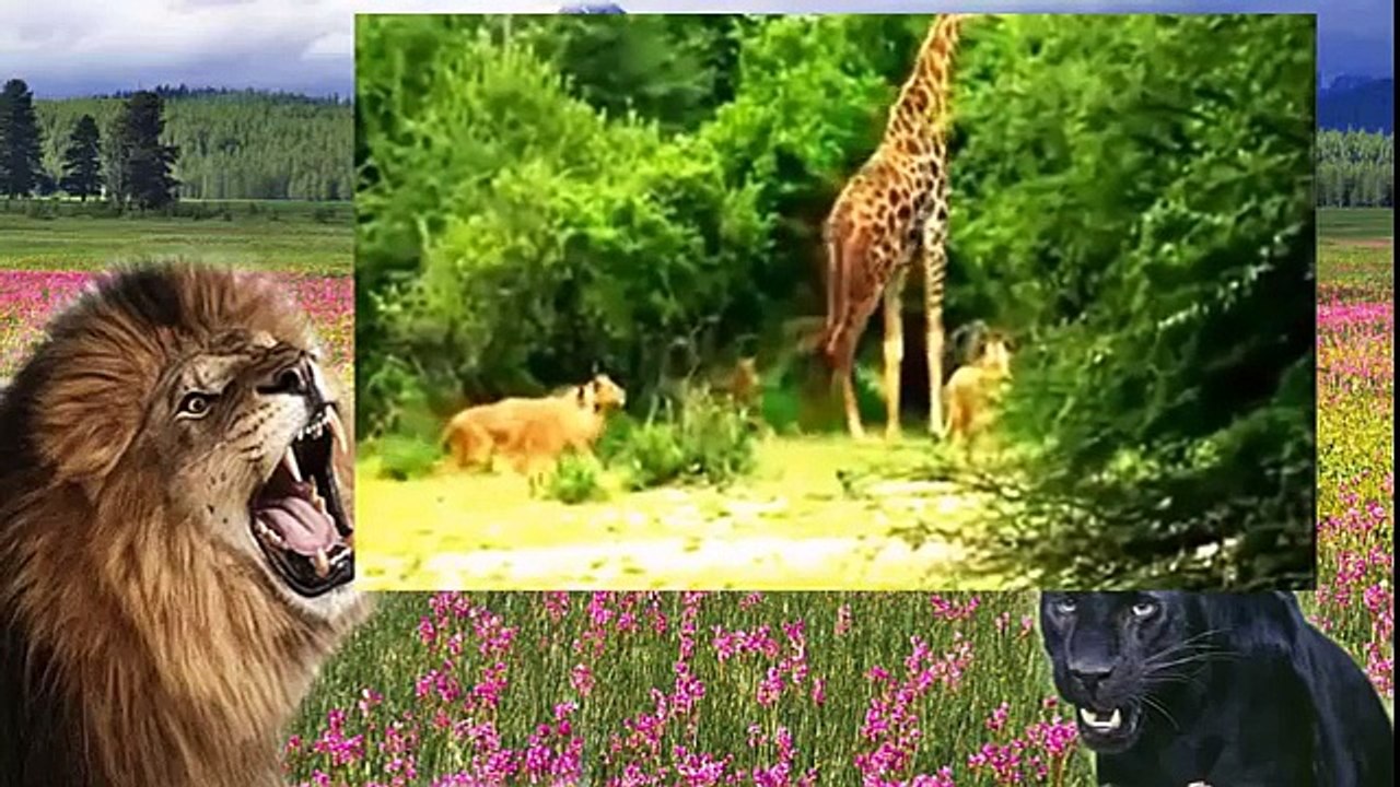 Lion Attack Animals