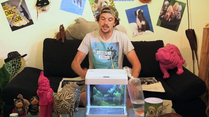 Mon premier poisson rouge- Mission Survie !