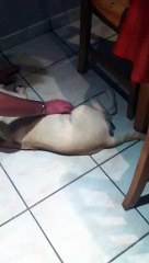 Un chien qui joue de la guitare