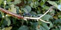 Amazing Beautiful & Coloful DragonFly Bird - Birds Planet - Nature Documentary HD