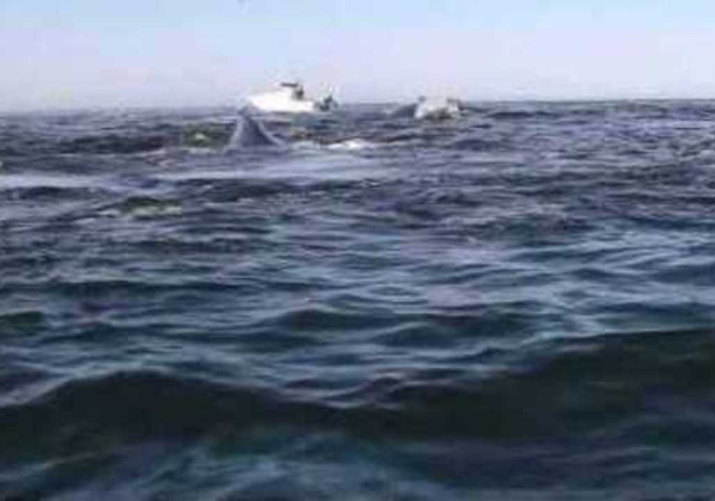 Kayaker Is Surrounded by Whales