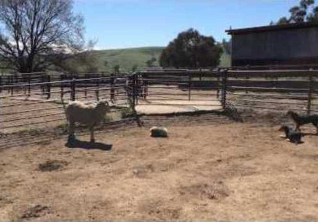 Tiny Dog Tries to Take on Sheep