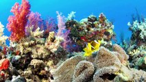 Think Like a Tree - How Coral Reefs and Carbon Dioxide Can Change the Future