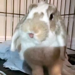 My bunny licking her lips in slow motion :)