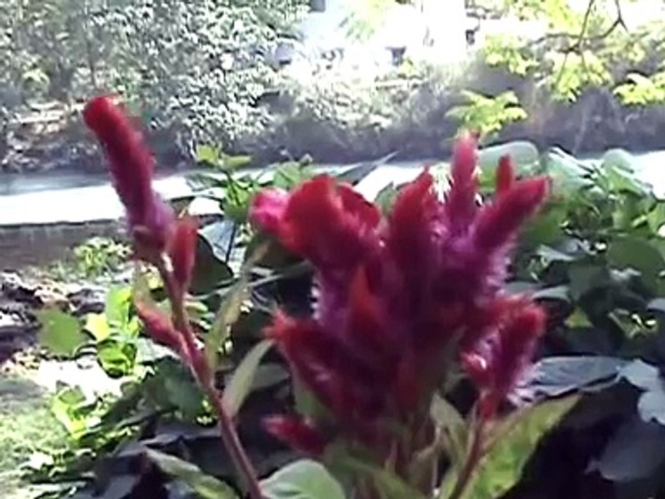 Om Namah Shivaya ! Shivaya Namah Om !