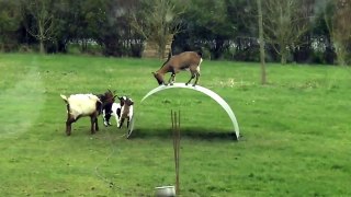 Funny Video Animal|Funny video compilation 2015[HD]